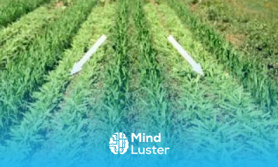 Organic High Residue Reduced Till Cover Cropping 3 Weed Em and Reap