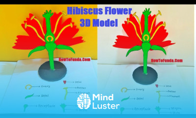 hibiscus flower parts 3d model making science project DIY howtofunda