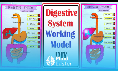 human digestive working model science project exhibition with led lights easy diy howtofunda
