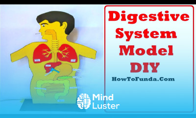 digestive system model 3d using cardboard for science exhibition project DIY howtofunda