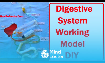 digestive system working model making DIY inspire award science project howtofunda