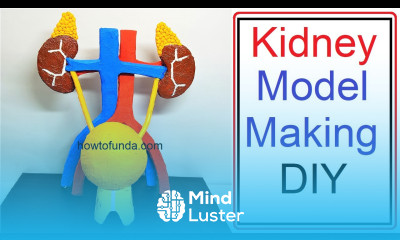 kidney model 3d making science project urinary system diy at home easily howtofunda craftpiller