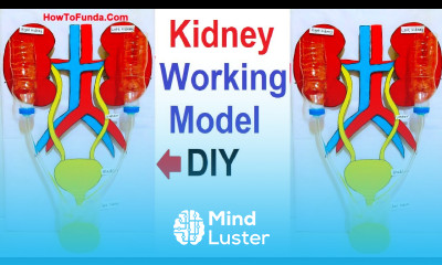 kidney working model 3d making for science exhibition project urinary system DIY howtofunda