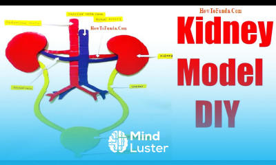 kidney model 3d making using cardboard diy science project biology model howtofunda