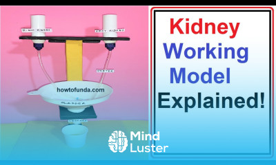 kidney working model explained in english urinary system howtofunda craftpiller