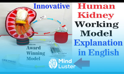 kidney heart working model urine generation explanation in english howtofunda