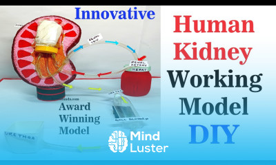 human kidney working model 3d innovative urinary system science exhibition howtofunda