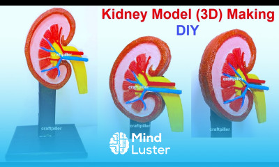 kidney model 3D making science project urinary system craftpiller howtofunda still model