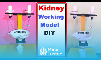 kidney working model using waste inspire award science project diy craftpiller howtofunda