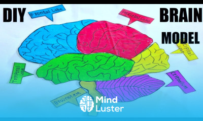 how to make a brain model making using cardboard with parts science project DIY howtofunda