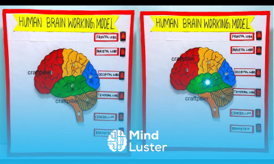 brain working model 3d science project for exhibition in simple and easy diy parts craftpiller