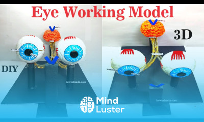 eye working model 3d for science exhibition diy eye brain connect biology model howtofunda