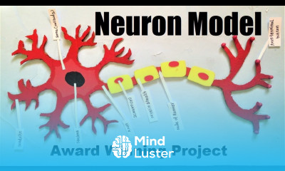 neuron structure model 3d making project DIY howtofunda science project still model