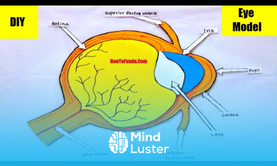 eye model making using cardboard diy science project biology model howtofunda craftpiller