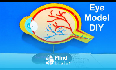 eye model project for school science fair craftpiller DIY at home still model