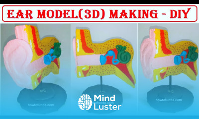 ear model 3d making science project using cardboard howtofunda still model