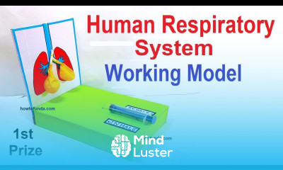 human respiratory system working model 3D for school science project lungs working howtofunda