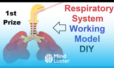 respiratory system working model 3d making using waste materials step by step diy howtofunda
