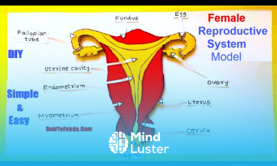 female reproductive system model 3d making using cardboard science project howtofunda diy