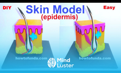 skin model epidermis making science project DIY howtofunda