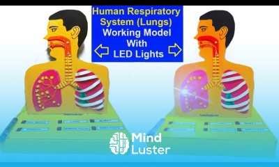 human respiratory system lungs working model using syringes and led lights howtofunda