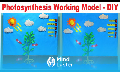photosynthesis working model 3d science project for exhibition with led lights diy craftpiller