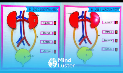 kidney working model science project for exhibition using led lights urinary system craftpiller