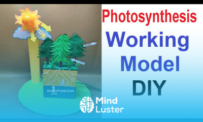 photosynthesis working model science project DIY howtofunda