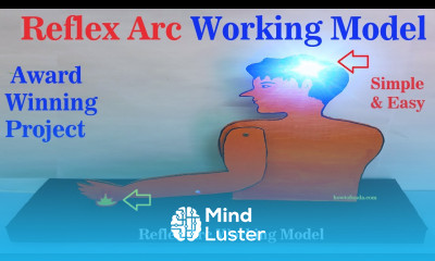 reflex arc working model science project for exhibition biology project diy howtofunda