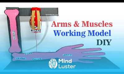 arms and muscles working model for science exhibition howtofunda biology project craftpiller