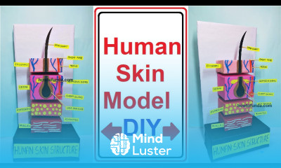 human skin structure model for biology project diy project for science exhibition howtofunda