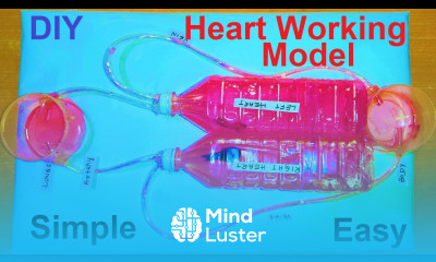 how to make heart working model inspire science project diy easy blood circulation howtofunda