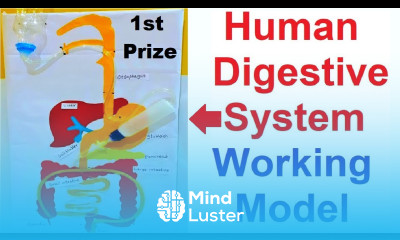 human digestive system working model for science fair project DIY at home howtofunda