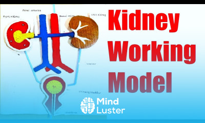 kidney working model 3d making using waste materials urinary system howtofunda DIY