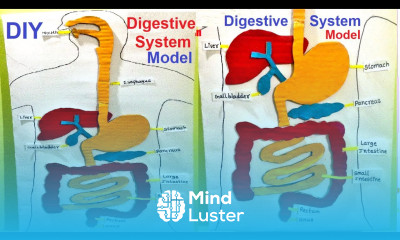 human digestive system model 3d HUMAN ORGAN SYSTEMS DIY 3D SCIENCE EXHIBITION howtofunda