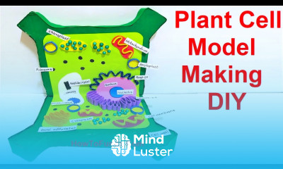 plant cell 3d model making using cardboard DIY science project howtofunda