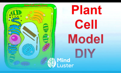 plant cell model making using cardboard science project DIY at home howtofunda still model