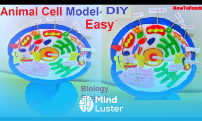animal cell 3D model making DIY science project howtofunda biology model still model