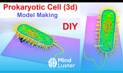 prokaryotic cell 3D structure model science project diy craftpiller howtofunda still model