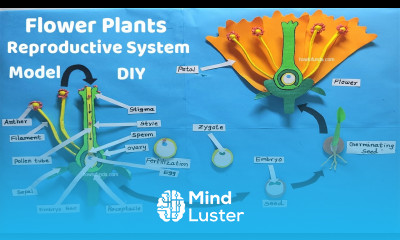 flower plants reproductive system model 3d making science project DIY howtofunda craftpiller