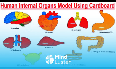 Human Body Internal Organs Model Making Using Cardboard craftpiller howtofunda