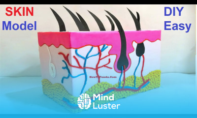 skin model 3d making using cardboard science project diy at home howtofunda still model