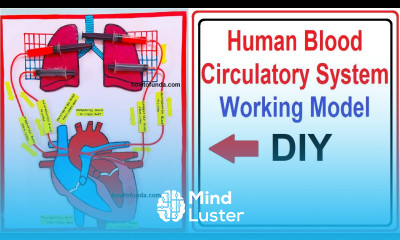 human blood circulatory system working model heart lungs 3d science exhibition craftpiller
