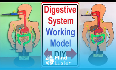digestive system working model 3d science project for exhibition simple easy diy craftpiller