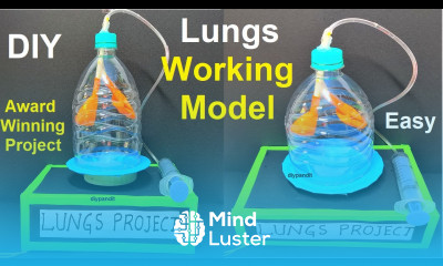 lungs working model science project exhibition diy simple steps respiratory system DIY pandit