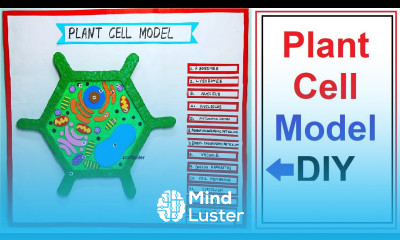 plant cell model 3d making simple and easy science project for exhibition diy craftpiller