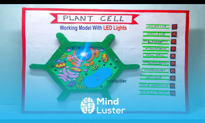 plant cell model working model 3d science project for exhibition biology projects craftpiller