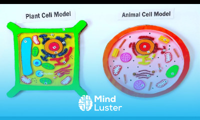 animal and plant cell model 3d making science project using cardboard craftpiller howtofunda