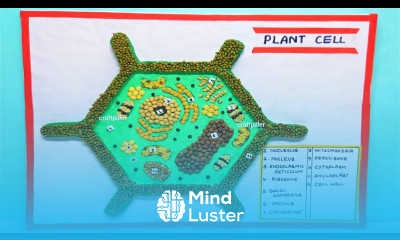 plant cell model making 3d diy simple and easy for science project exhibition craftpiller