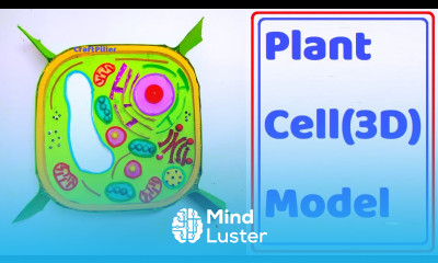 plant cell model 3D making using cardboard diy craftpiller howtofunda still model